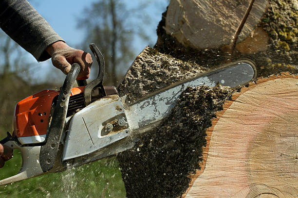 Tree Root Removal in Homeland, GA